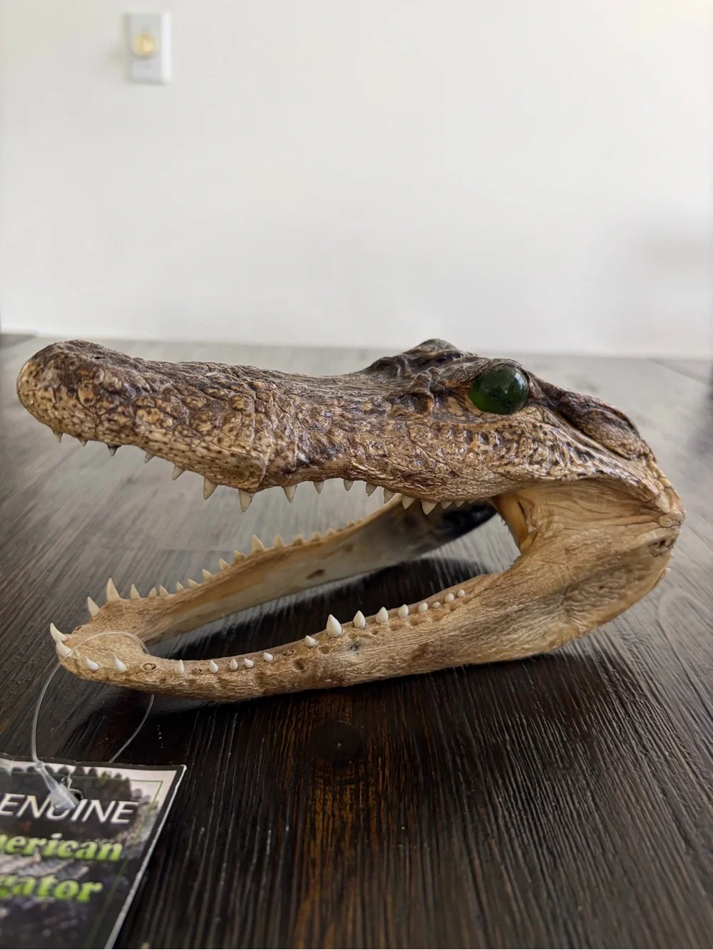 Genuine Alligator Skull Terrarium Accent - Brown with Green Eye